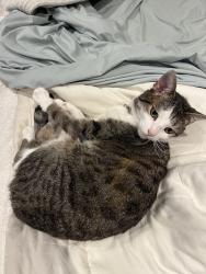 Lost Female Cat last seen Garrison Oaks Neighborhood in Roswell GA, Roswell, GA 30075