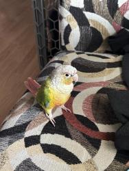 Lost Female Bird last seen 27th Street and 53rd Ave , Sacramento, CA 95822