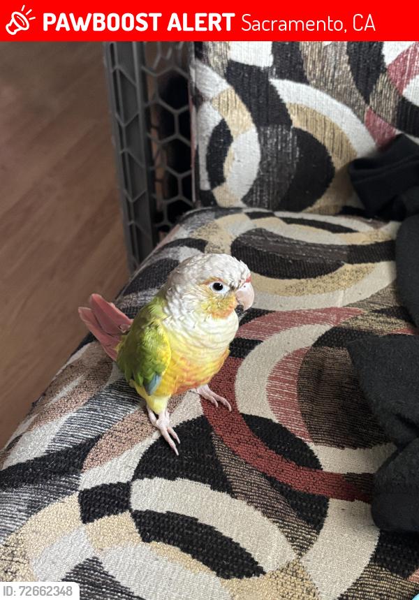 Lost Female Bird last seen 27th Street and 53rd Ave , Sacramento, CA 95822