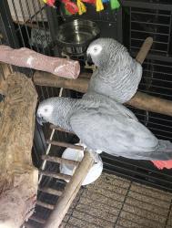Lost Male Bird last seen Concession 6 Woodhouse and hut Road, Norfolk, ON 