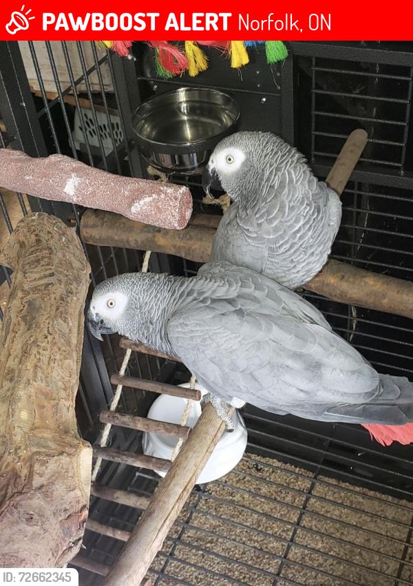 Lost Male Bird last seen Concession 6 Woodhouse and hut Road, Norfolk, ON 