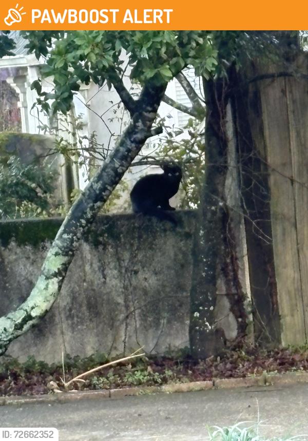 Found/Stray Unknown Cat last seen West jones bridge, Peachtree Corners, GA 30092