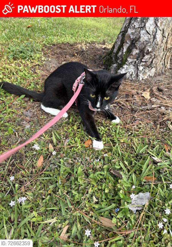 Lost Female Cat last seen Walden Circle , Orlando, FL 32811