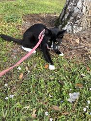 Lost Female Cat last seen Walden Circle , Orlando, FL 32811