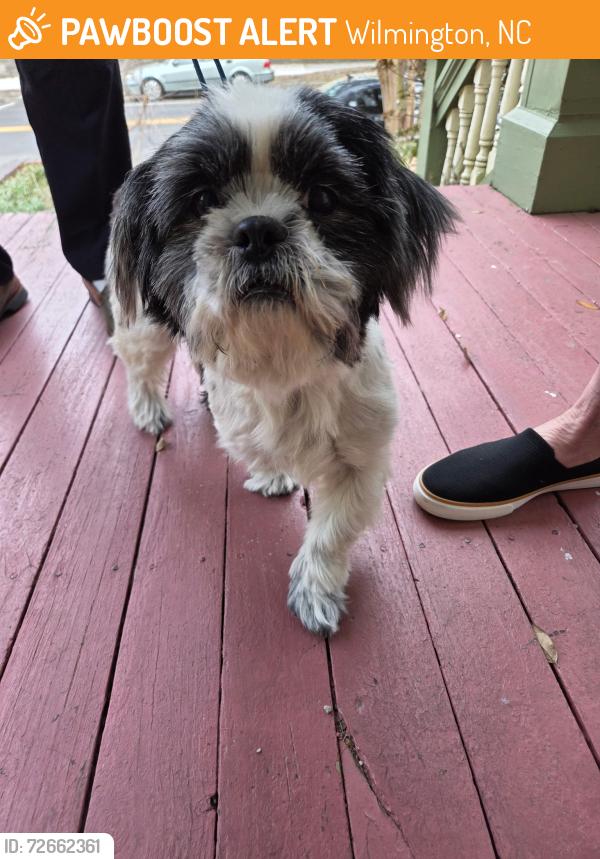 Found/Stray Male Dog last seen Grace St Methodist Church, Wilmington, NC 28401