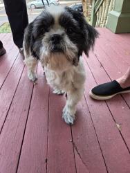 Found/Stray Male Dog last seen Grace St Methodist Church, Wilmington, NC 28401