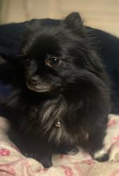Lost Female Dog last seen Near flt Shoals Road SW, Conyers, GA, Conyers, GA 30094