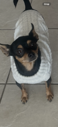 Lost Female Dog last seen Avenue S and Avenue R, Palmdale, CA 93552