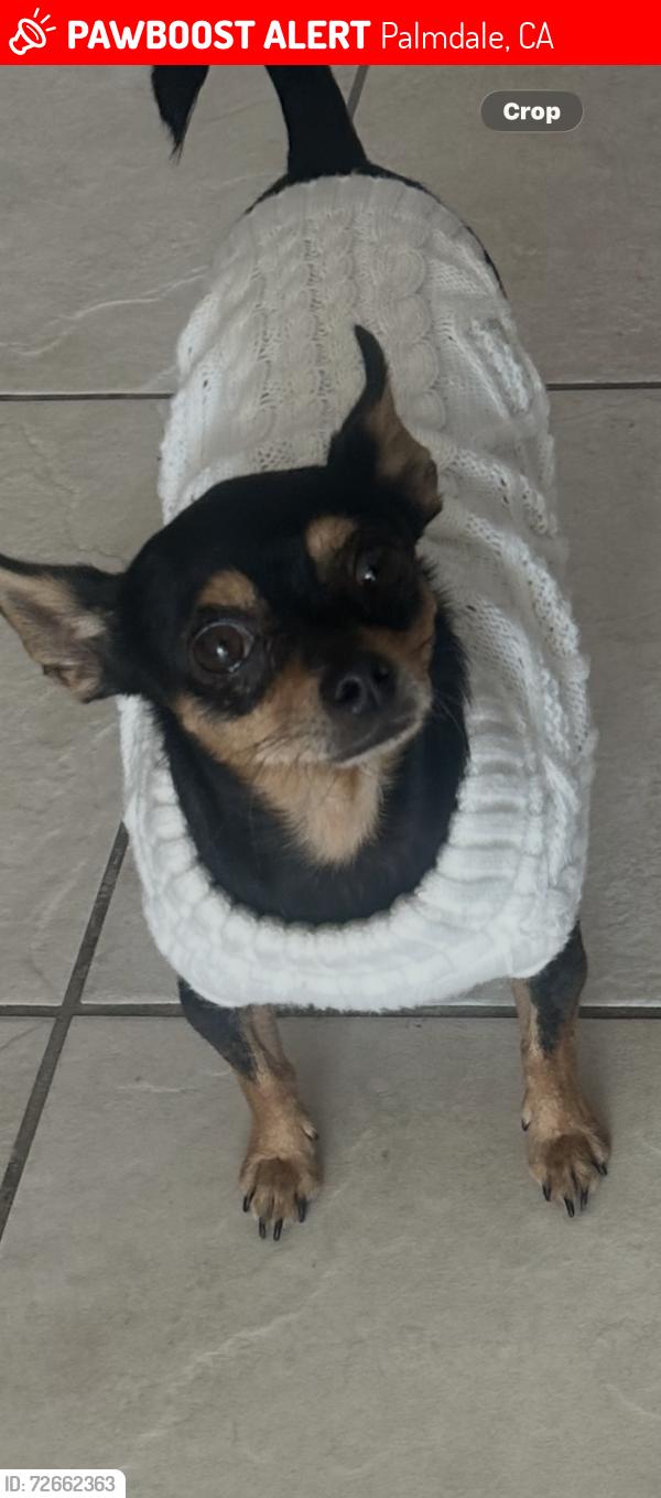 Lost Female Dog last seen Avenue S and Avenue R, Palmdale, CA 93552