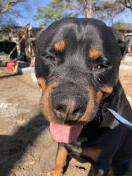 Found/Stray Male Dog last seen 75th street , Virginia Beach, VA 23451