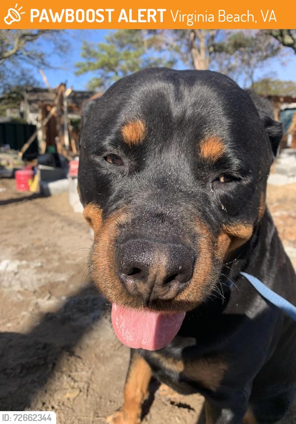 Found/Stray Male Dog last seen 75th street , Virginia Beach, VA 23451