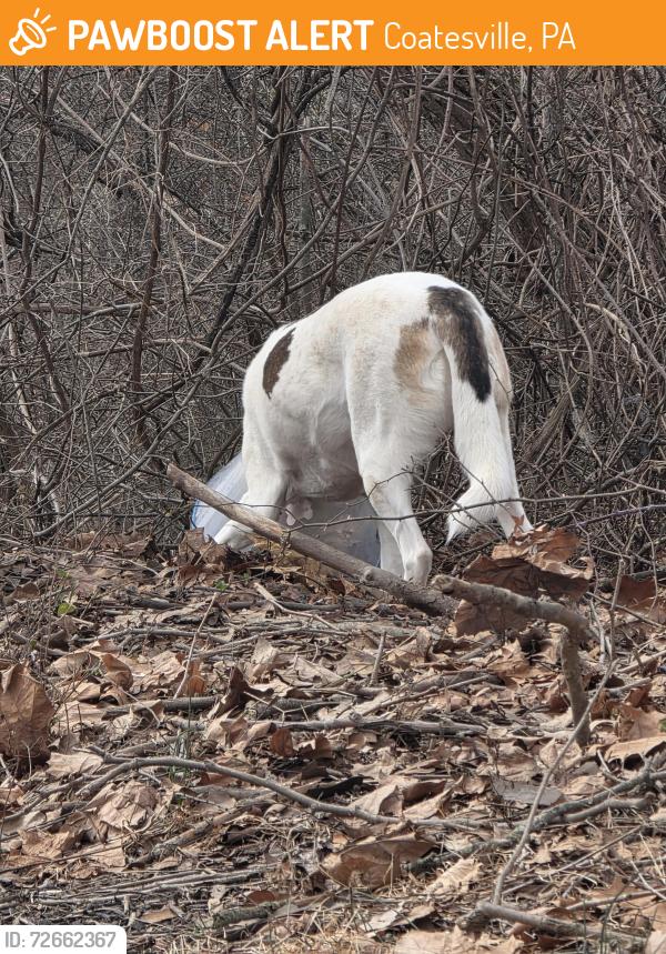 Found/Stray Unknown Dog last seen Child Career and Development Center , Coatesville, PA 19320