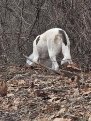 Found/Stray Unknown Dog last seen Child Career and Development Center , Coatesville, PA 19320