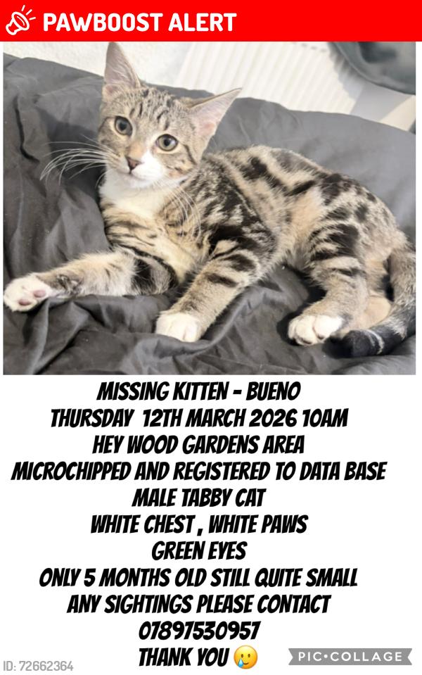 Lost Male Cat last seen Hey wood road , Prestwich, England M25 1FW