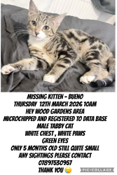Lost Male Cat last seen Hey wood road , Prestwich, England M25 1FW