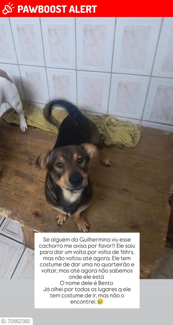 Lost Male Dog last seen Rua lagoa formosa 371, Vila Guilhermina, SP 03543-090