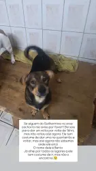 Lost Male Dog last seen Rua lagoa formosa 371, Vila Guilhermina, SP 03543-090