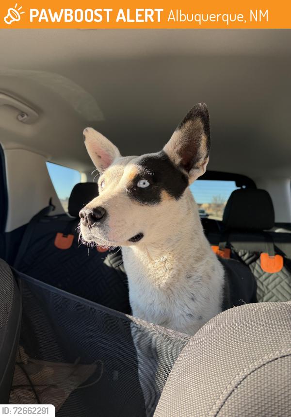 Found/Stray Female Dog last seen 98th and Blake, Albuquerque, NM 87121