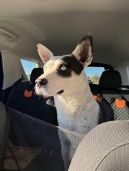Found/Stray Female Dog last seen 98th and Blake, Albuquerque, NM 87121