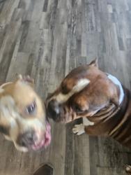 Found/Stray Male Dog last seen At the closed pool area, Bedford, TX 76022