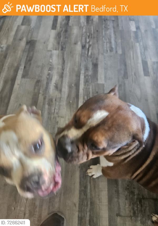 Found/Stray Male Dog last seen At the closed pool area, Bedford, TX 76022