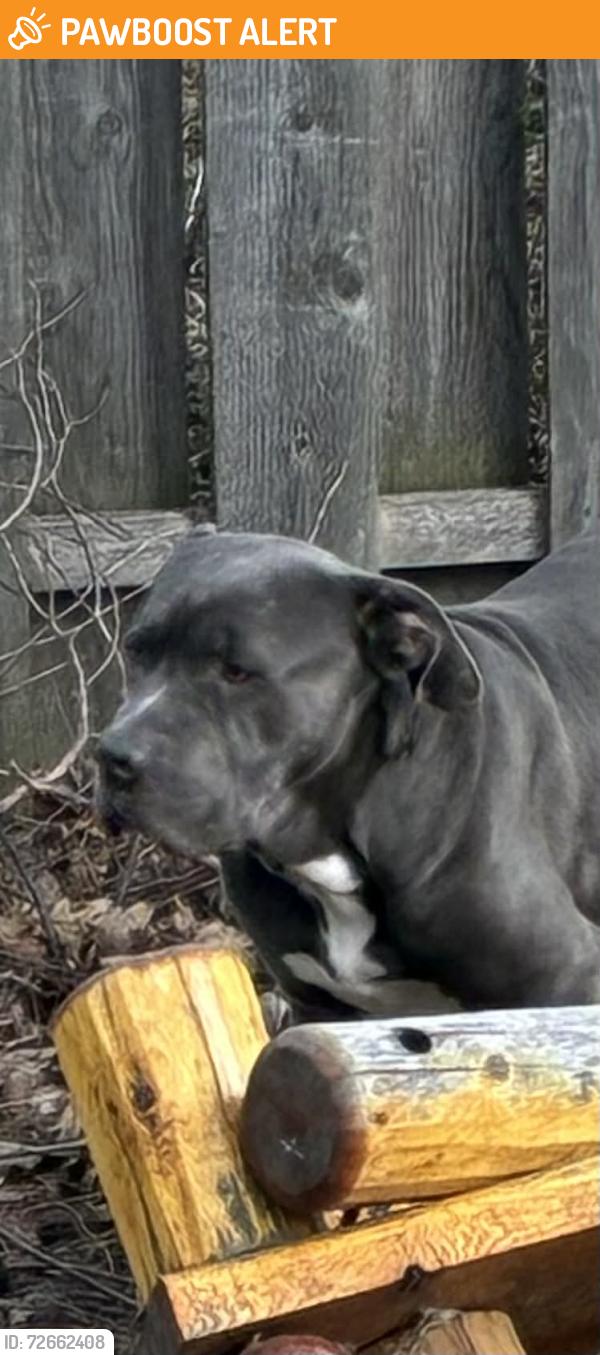 Found/Stray Male Dog last seen On Joy Rd between telegraph and Beach daily, Dearborn Heights, MI 48127