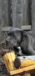 Found/Stray Male Dog last seen On Joy Rd between telegraph and Beach daily, Dearborn Heights, MI 48127