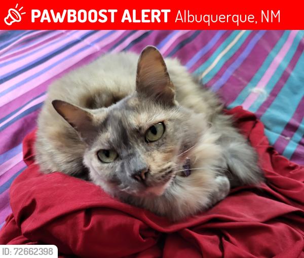 Lost Female Cat last seen Las Camas Rd NE and Piedra Negra NE, Albuquerque, NM 87111
