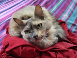 Lost Female Cat last seen Las Camas Rd NE and Piedra Negra NE, Albuquerque, NM 87111