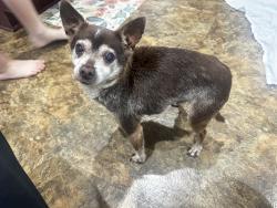 Found/Stray Male Dog last seen Garth rd and wallisville rd, Baytown, TX 77521