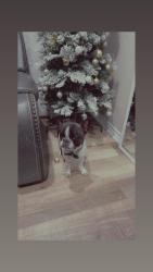 Lost Female Dog last seen Berry st, Fort Worth, TX 76105