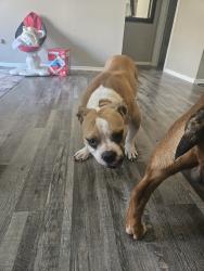 Found/Stray Female Dog last seen Bedford creek apmts, Bedford, TX 76022