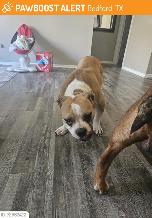 Found/Stray Female Dog last seen Bedford creek apmts, Bedford, TX 76022
