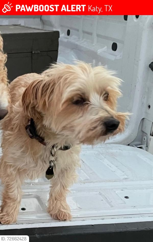Lost Male Dog last seen Kingsland and 1463 , Katy, TX 77494