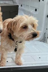 Lost Male Dog last seen Kingsland and 1463 , Katy, TX 77494