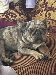 Found/Stray Female Dog last seen Columbia Ave. and Orange St., Riverside, CA 92501