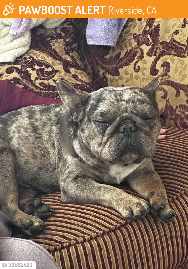 Found/Stray Female Dog last seen Columbia Ave. and Orange St., Riverside, CA 92501