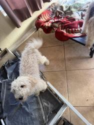 Lost Female Dog last seen Tuolumne and Lincoln loop, Fontana, CA 92336