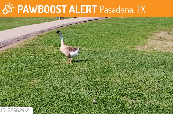Found/Stray Unknown Bird last seen Near Burke Rd, Pasadena, TX 77504, Pasadena, TX 77504