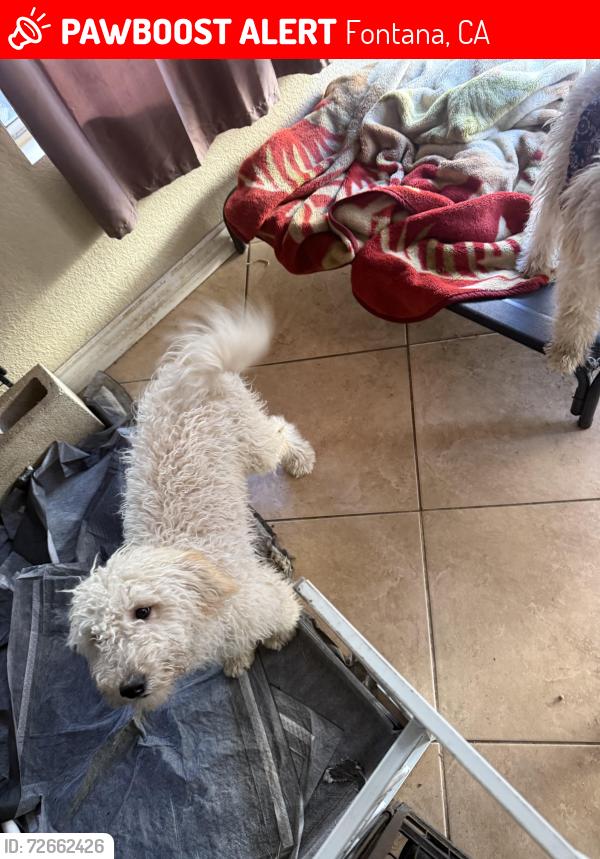 Lost Female Dog last seen Tuolumne and Lincoln loop, Fontana, CA 92336