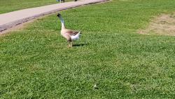Found/Stray Unknown Bird last seen Near Burke Rd, Pasadena, TX 77504, Pasadena, TX 77504