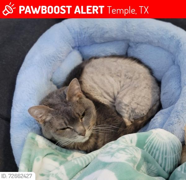 Lost Male Cat last seen Stratford/Buckskin, Temple, TX 76502