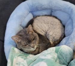 Lost Male Cat last seen Stratford/Buckskin, Temple, TX 76502