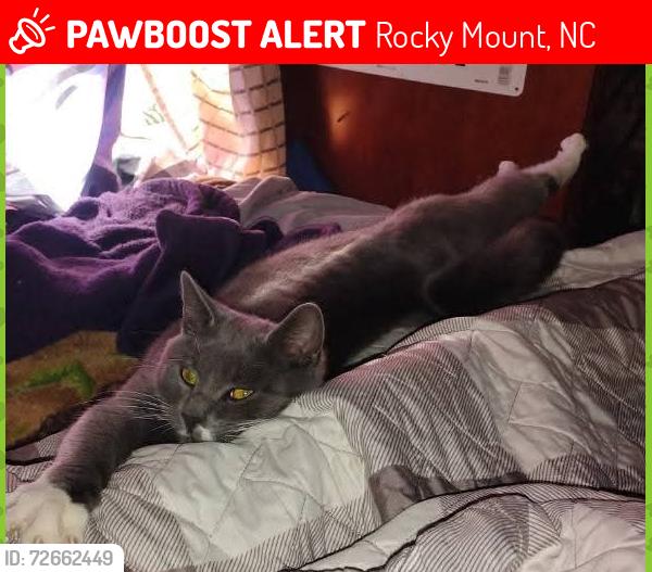 Lost Male Cat last seen Amos St Rocky Mount NC, Rocky Mount, NC 27801