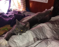Lost Male Cat last seen Amos St Rocky Mount NC, Rocky Mount, NC 27801