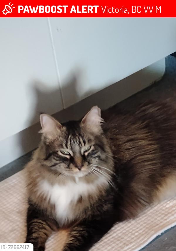 Lost Male Cat last seen Across from central school., Victoria, BC V8V 3M8