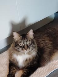 Lost Male Cat last seen Across from central school., Victoria, BC V8V 3M8