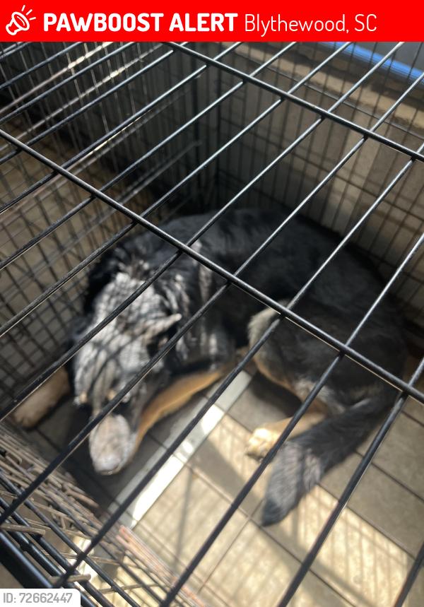 Lost Male Dog last seen Red Tail , Blythewood, SC 29016