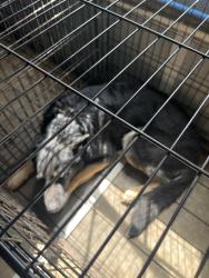 Lost Male Dog last seen Red Tail , Blythewood, SC 29016