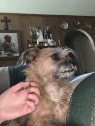 Found/Stray Male Dog last seen Honby lobby , San Angelo, TX 76903